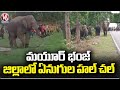 People Were Afraid , Elephant Hull Chal Chal In Mayurbhanj District In Odisha  Odisha | V6 News