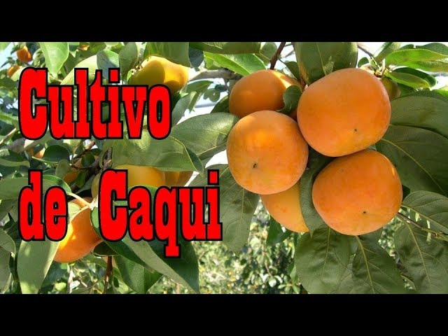 Como Cultivar Caqui Como Cultivar Caqui
