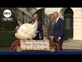 Biden pardons turkeys in annual White House tradition