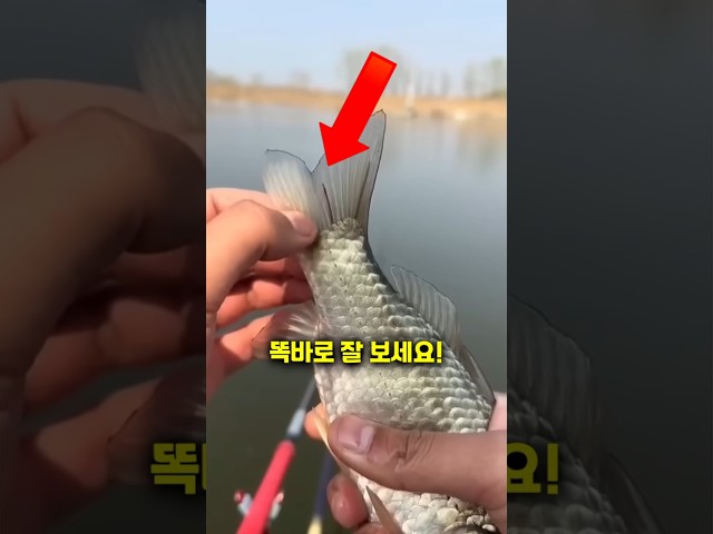 물고기의 숨겨진 고통!