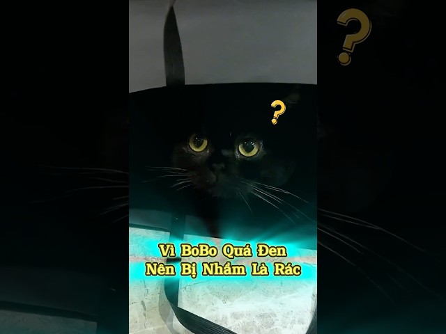 🕵️‍♂️Đi Công Tác Nhờ Bạn Đến Chăm Ki Ki 👍 Bo Bo & Cái Kết😹 #emthocreview #SenBoss #PetCatTikTok