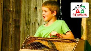 Spievankovo - O zajaikoch