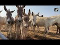Watch: Telanganas First Donkey Farm  - 03:31 min - News - Video