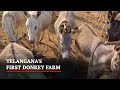 Watch: Telanganas First Donkey Farm