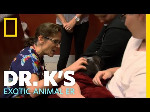 Dr. K's Exotic Animal ER'