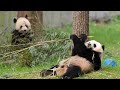 National Zoos three celebrity giant pandas head home to China