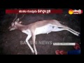 Motorcycle vs Deer Crash! : Deer death : Two Members Hospitalized
