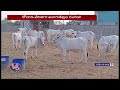 Police Set Up Check Post To Prevent Smuggling Of White Cow | Nalgonda | V6 News - 02:25 min - News - Video