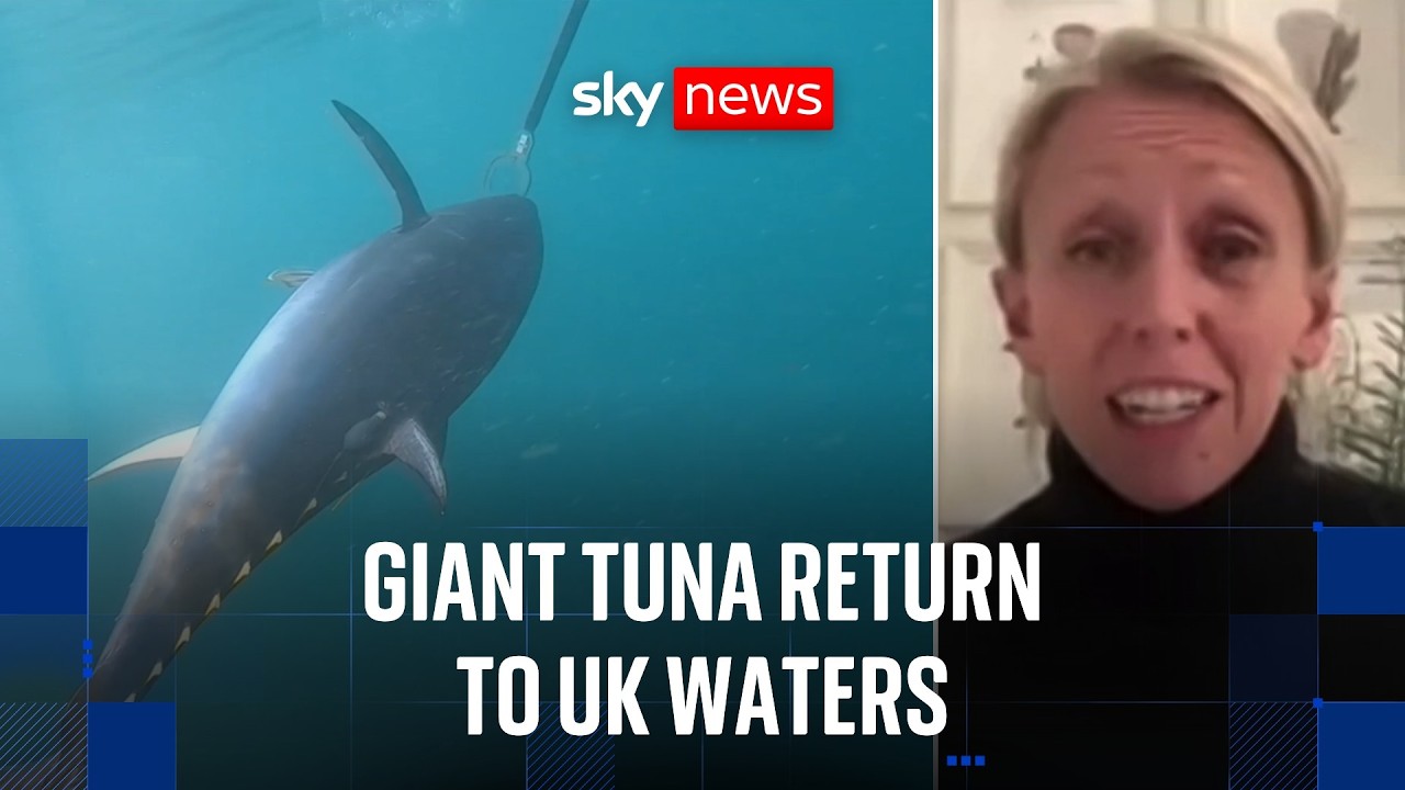 Bluefin tuna makes major comeback in UK waters after decades of decline