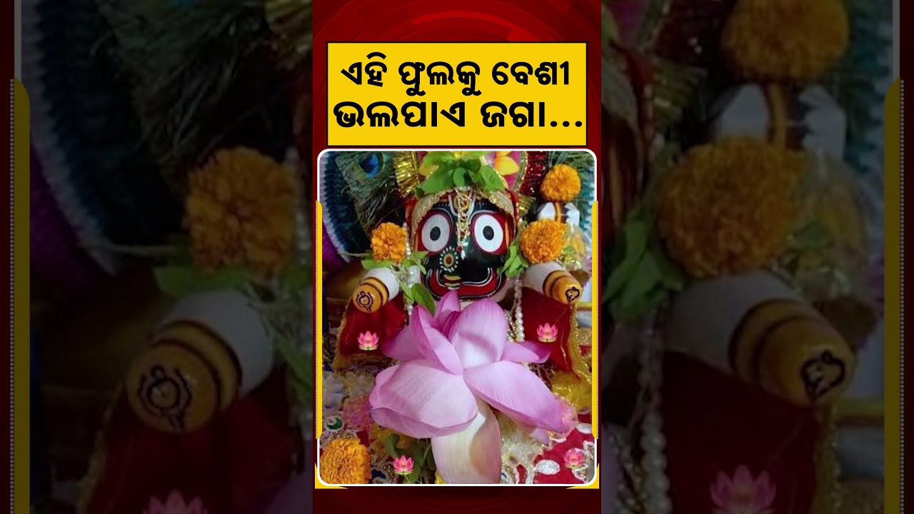 ଏହି ଫୁଲକୁ ବେଶୀ ଭଳପାଏ ଜଗା | Argus Reels | Lord Jagannatha | Favourite Flower | PuriDham