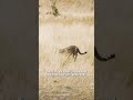 Why are cheetahs so fast? ⚡ #BigCatsPBS #shorts  - 00:53 min - News - Video
