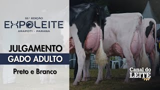 Expoleite Arapoti-PR - Julgamento do Gado Adulto da Raça Holandesa PB