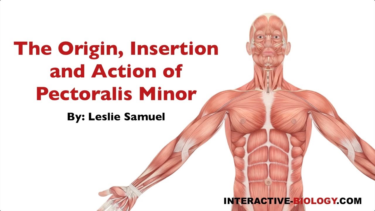 The Origin Insertion And Action Of Pectoralis Minor Youtube