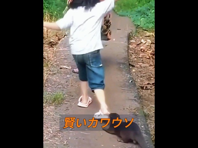 賢いカワウソ！ #自然 #動物プロダクション #動物 #animals
