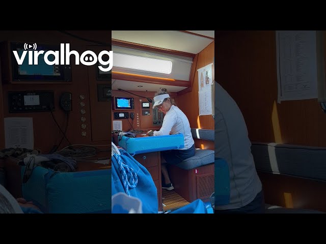 Little Bird Hitches Free Ride to Mackinac Island || ViralHog