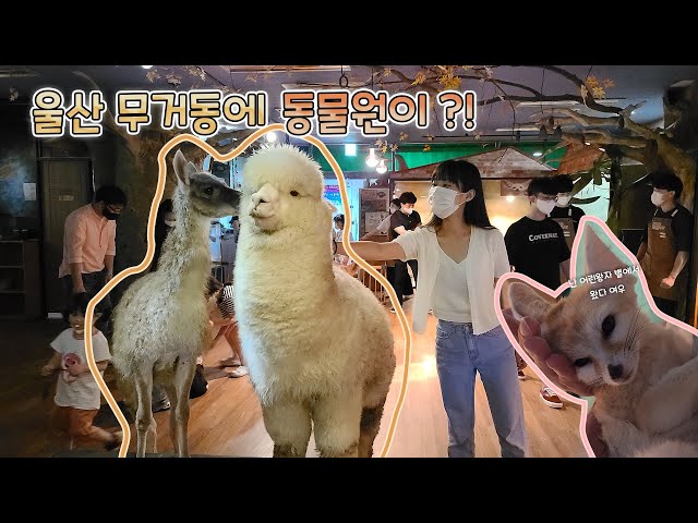 울산 이색데이트 와우쥬 실내동물원🐏🐖🐈