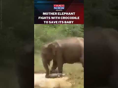 Mother elephant fights off crocodile to save baby goes viral