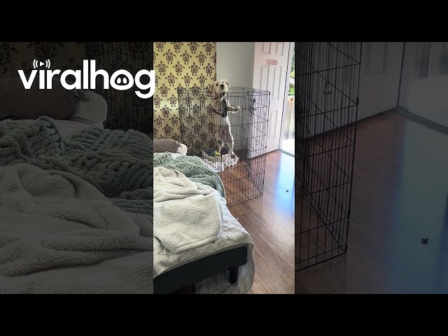 Tall Playpen Doesn't Contain Determined Puppy || ViralHog