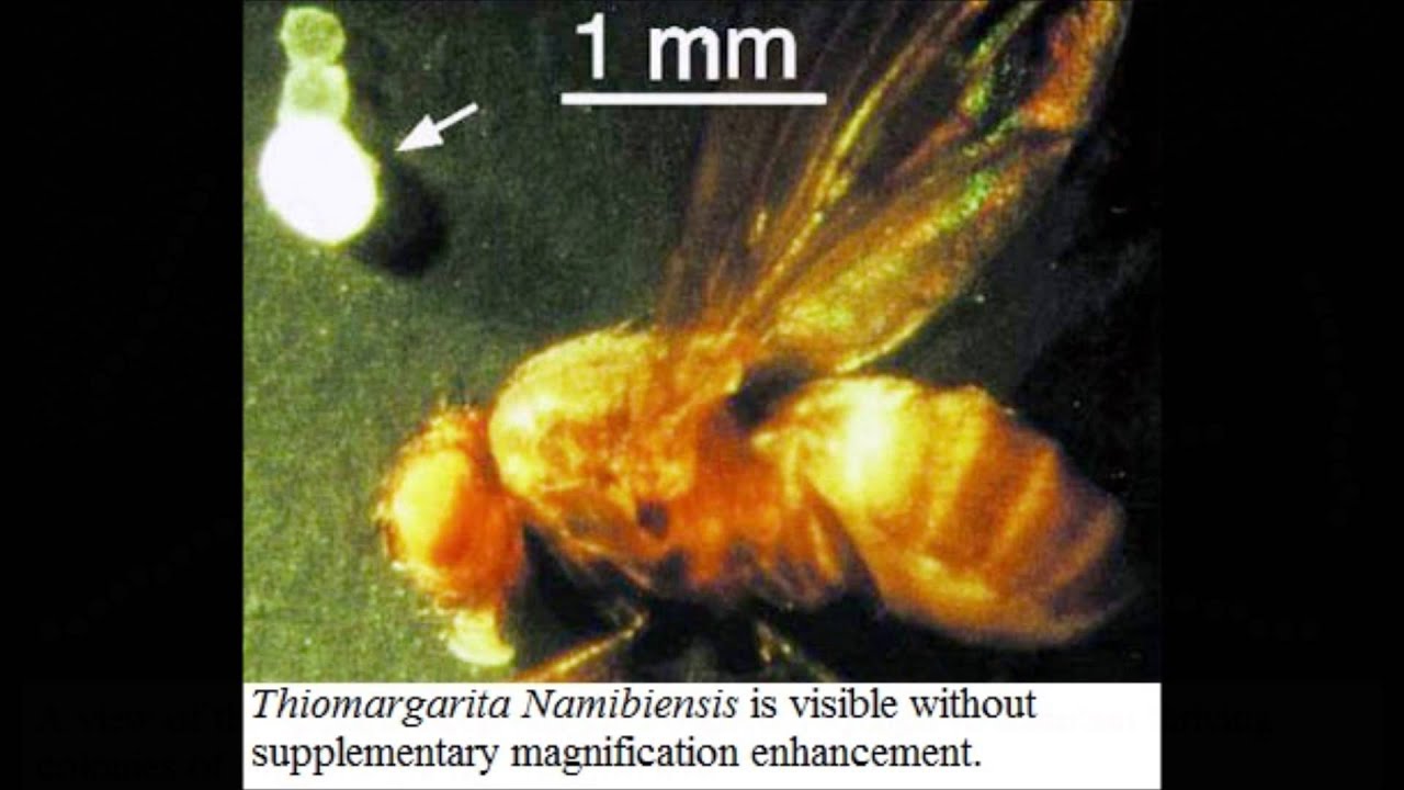 Timiri Insect Thiomargarita Namibiensis Musical Presentation - YouTube