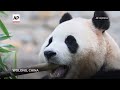 Chinese panda Fu Bao makes her first media appearance after returning from South Korea  - 01:03 min - News - Video