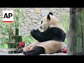Chinese panda Fu Bao makes her first media appearance after returning from South Korea