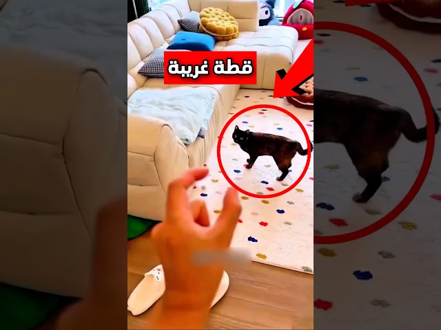 يريد يضحك مع قطته المميزة بطريقة رائعة وبعدها هذا اللي صار 😳 #shorts #shortvideo #shortsviral