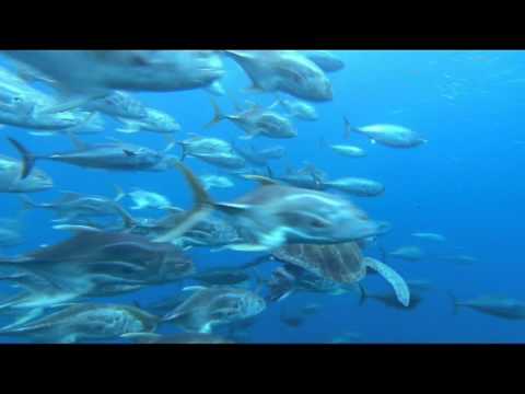OceanWorld 3D'