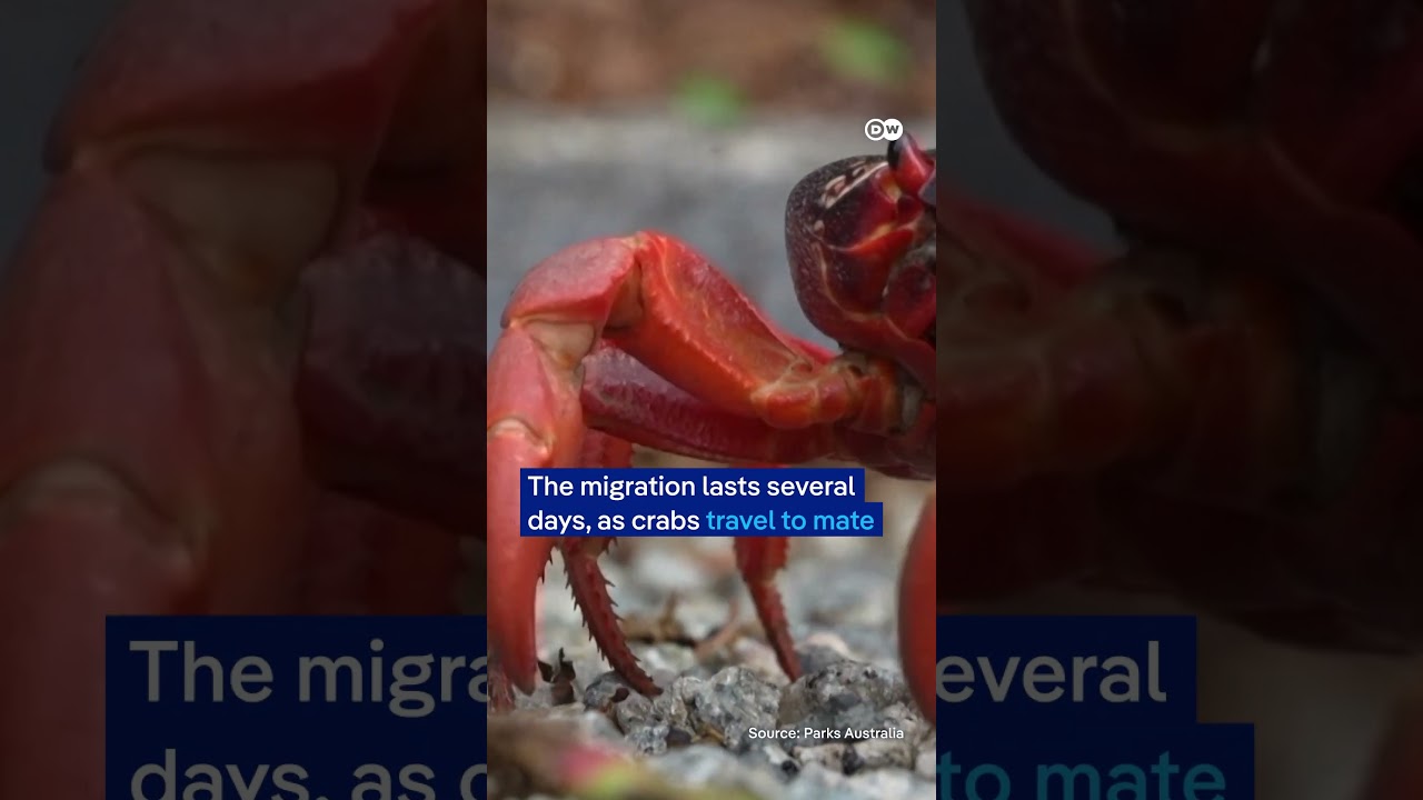 Christmas Island’s red invasion | DW News