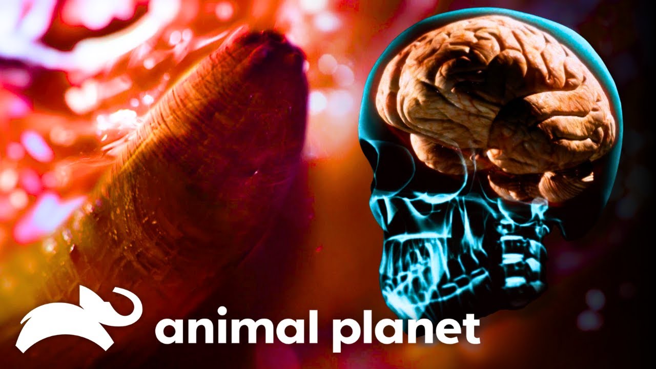 Real-Life Parasite Horrors 🦠 | Monsters Inside Me | Animal Planet