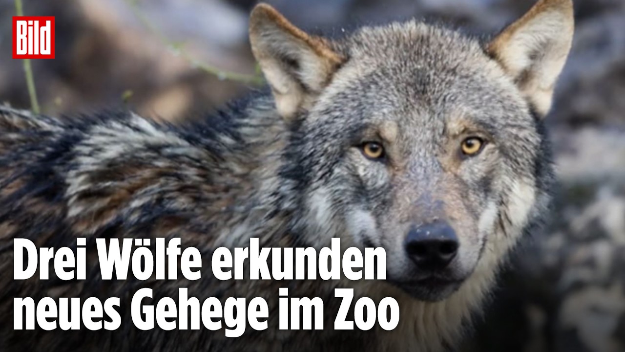WÖLFE ZURÜCK IN MÜNSTER: Jungtiere erkunden neues Gehege im Zoo