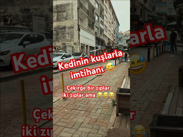 Kedinin kuşlarla imtihanı 😂 #short #shorts #cat #kedi #kuş #keşfet #funny #like #kitten #fyp #viral