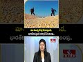 To The Point :మా మొక్కజొన్న కొనాల్సిందే.. భారత్‌కు ట్రంప్‌ సర్కార్‌ బెదిరింపు... | hmtv  - 02:14 min - News - Video
