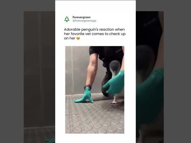 Adorable Penguin Reaction To Caretaker
