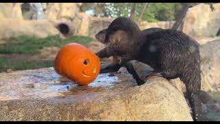 Asian Small-clawed Otters Get Pumpkin Enrichment - Cincinnati Zoo