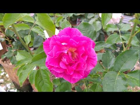 Andy Williams-(Where Do I Begin) Love Story  /Instrumental
