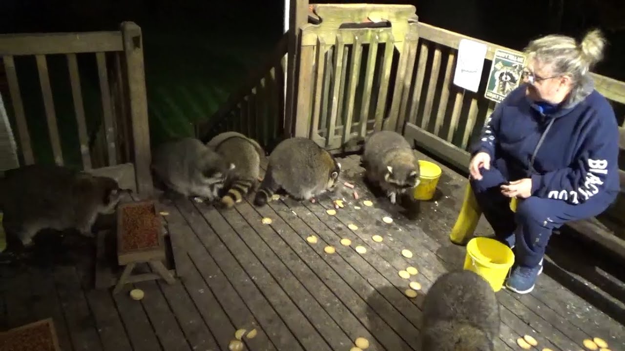 Raccoon Diner 25 Sep 25 Thursday