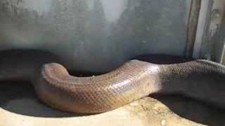 הנחש הכי גדול בעולם