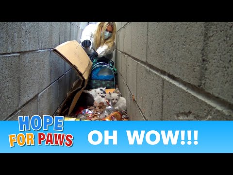 Oh WOW!!! Look what we found under this pile of trash!!! Please share.