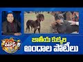 జాతీయ కుక్కల అందాల పోటీలు | Dog Beauty Contest | Patas News | 10TV