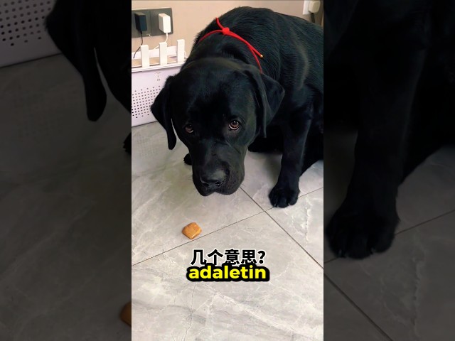 Sevimli Köpeğim