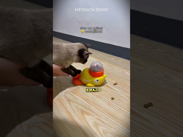Tüm SİSTEMİ Bozdu! 🐈😱