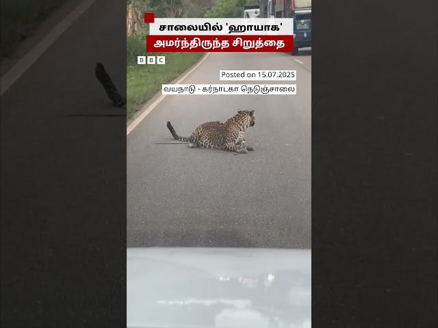 சாலை நடுவே 'ஹாயாக' அமர்ந்திருந்த சிறுத்தை