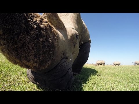 GoPro Awards: Looking for Wild Animals With an RC Car in Africa
