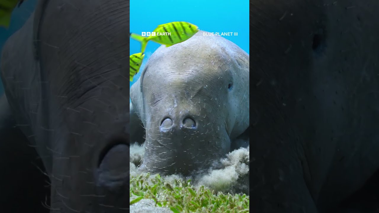Blue Planet III Official Trailer