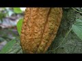 Cocoa grown illegally in a Nigerian rainforest heads to companies that supply major chocolate makers  - 03:27 min - News - Video