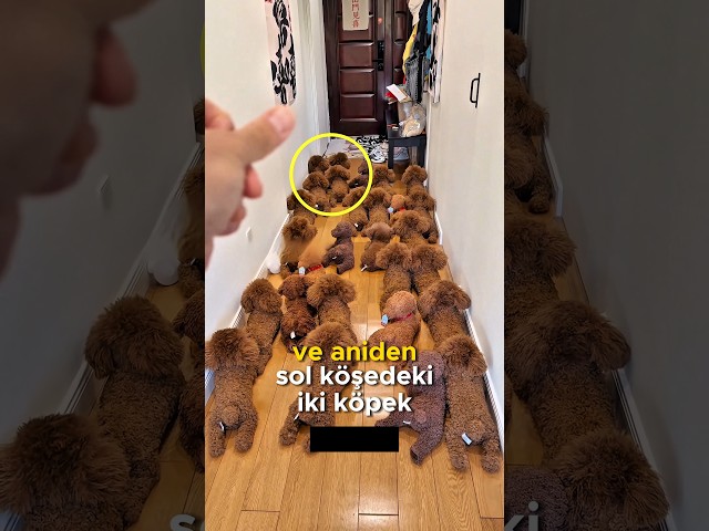 Bu Yaramaz Köpek Sahibine Sürpriz Yaptı ❤️