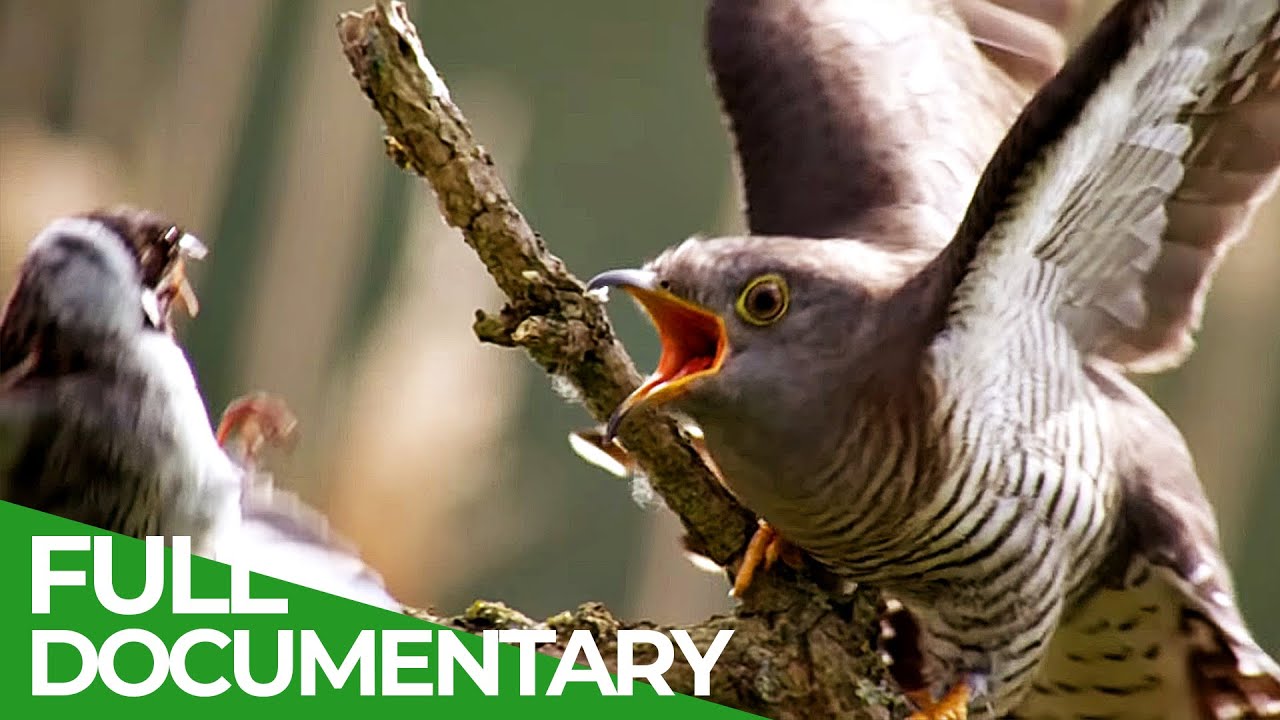 Cuckoo - The Dirty Tricks of Parasitic Birds | Free Documentary Nature