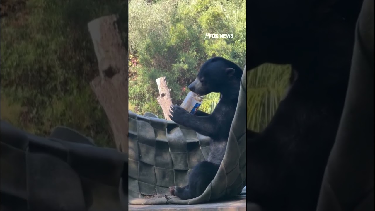 FINGER-LICKIN’ GOOD: Bear licks peanut butter jar clean #shorts #cute #animals #animal #cuteanimals
