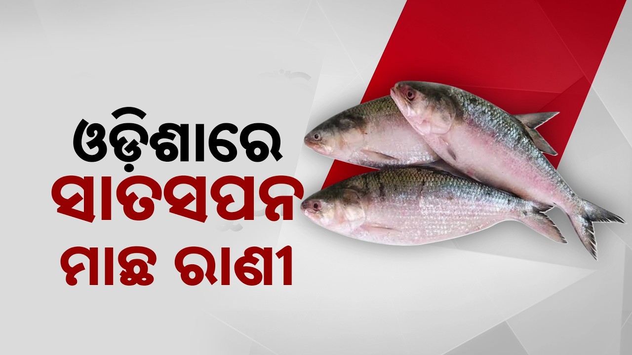 Hilsa Price Skyrockets In Odisha: 1800/kg! Why Fish Is Disappearing From Paradip Coast?