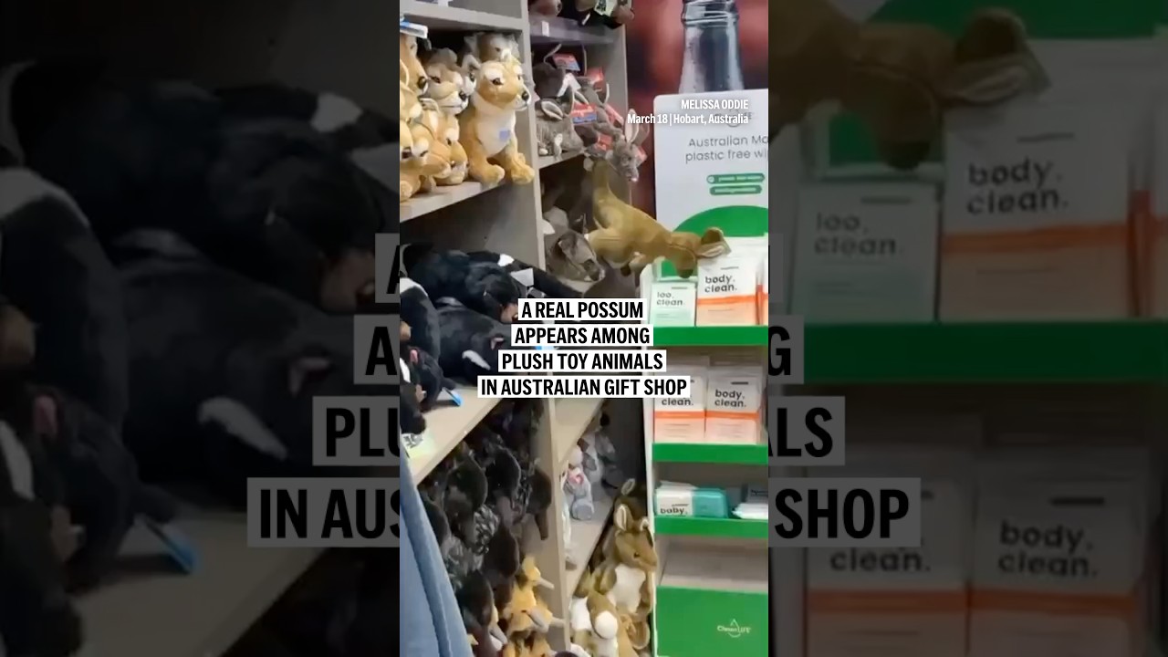 A real possum appears among plush toy animals in Australian gift shop